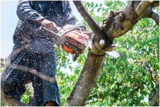 tree services Bonanza